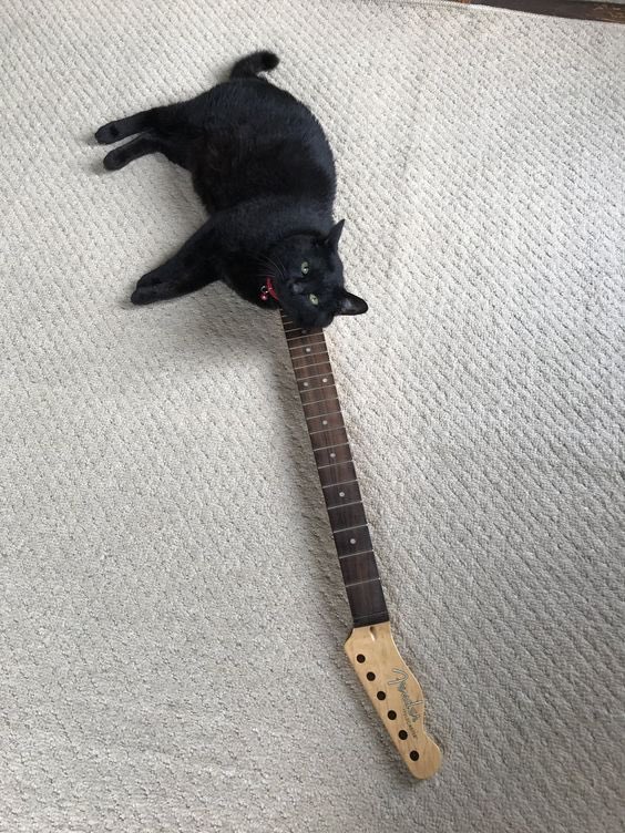 catsbeingweirds's tweet image. 🎸