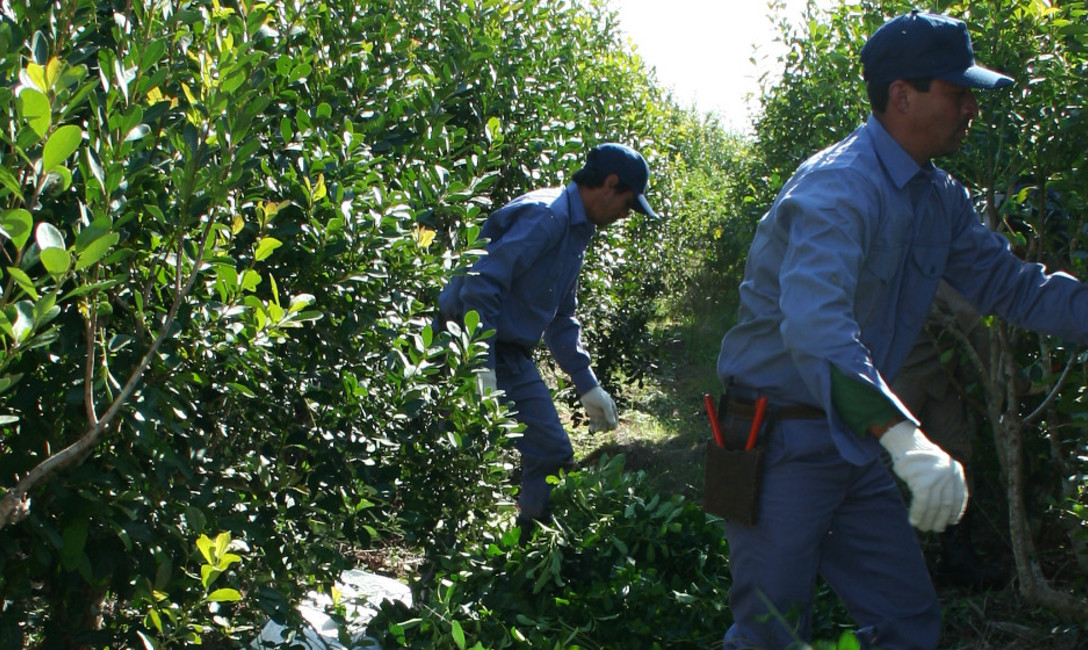 Gracias a los aportes del Gobierno Provincial, la justicia falló en contra de la importación y desregulación de la yerba mate del Brasil y Paraguay para proteger a nuestros trabajadores de la materia prima que tanto nos identifica como misioneros.