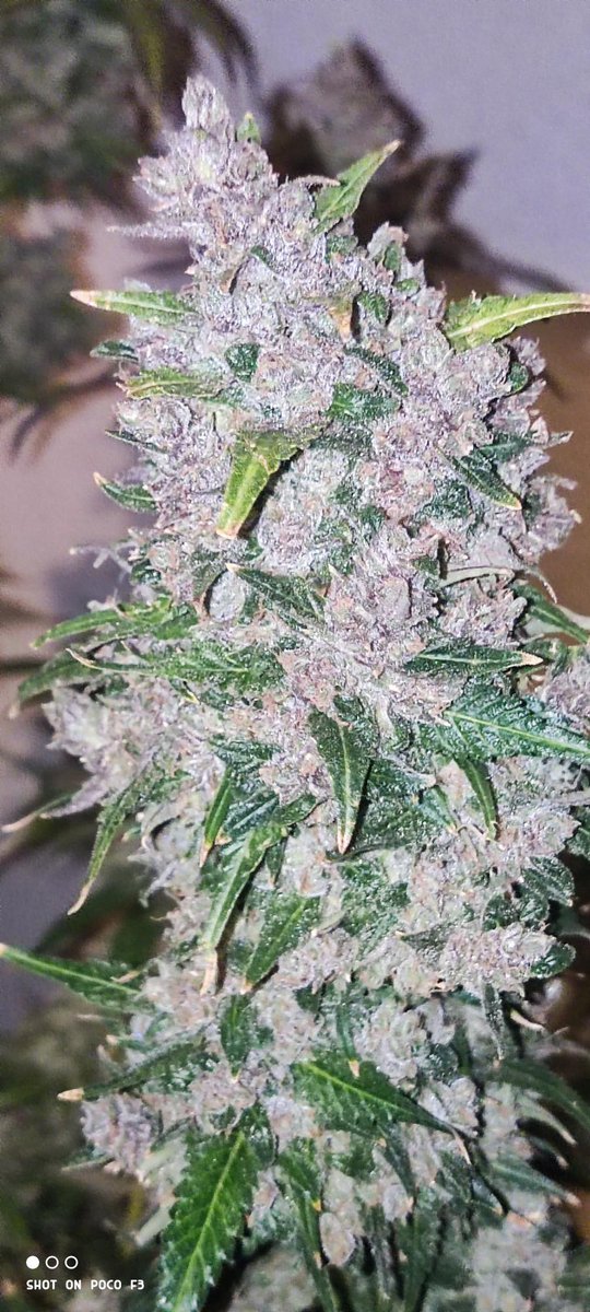 🍓Strawberry Gorilla Auto🦍 Pure strawberry flavor with 29.86% of total cannabinoids. 1st Place Champion. Winner of the first American Autoflower Cup in Los Angeles, California, in January 2023 @AAutoflower_cup Get 15% OFF with the code TWITTER By 🧑‍🌾 mafiadisorso