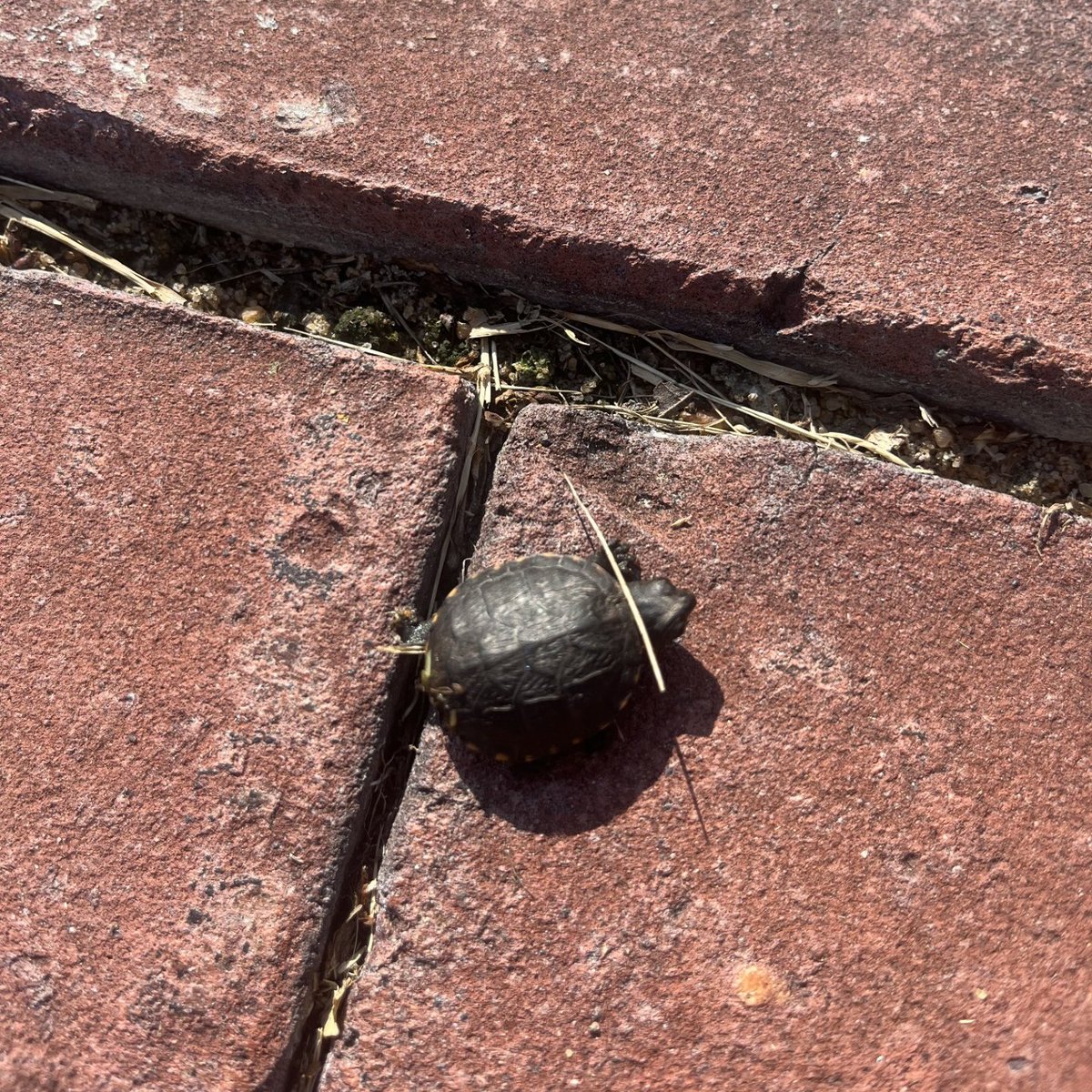 SomersetPlaceHS's tweet photo. Today we are celebrating #WorldTurtleDay with this tiny turtle we found walking the brick paths of Somerset Place! π’
#SomersetPlace #NCHistoricSites #TurtlesRule #TinyTurtle #CoolReptiles https://t.co/3UHuIwpWgz