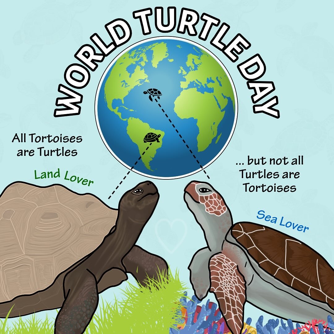 Happy World Turtle Day! 🌎🐢 Did you know that all tortoises are turtles, but not all turtles are tortoises?! Let that one sink in. We hope you shellebrate by spreading the love for all of our favorite chelonian companions today! 

Original Artwork by Lina Alicia M.