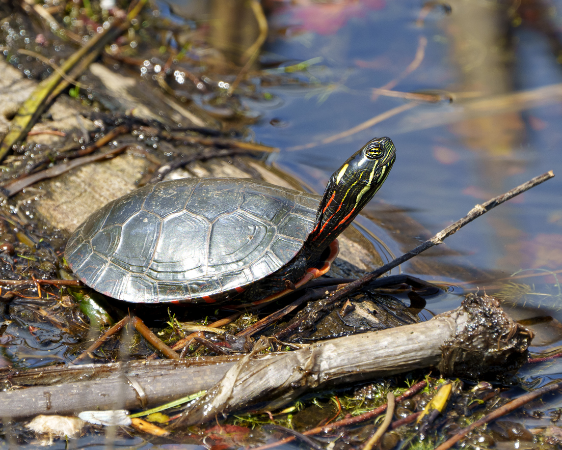 Eeeep! It’s #WorldTurtleDay 🐢. This incredible species can be found throughout Canada and has a genome sequence of 2.13 gigabases. They're also facing challenges due to climate change. Learn more-> shorturl.at/nDfJt