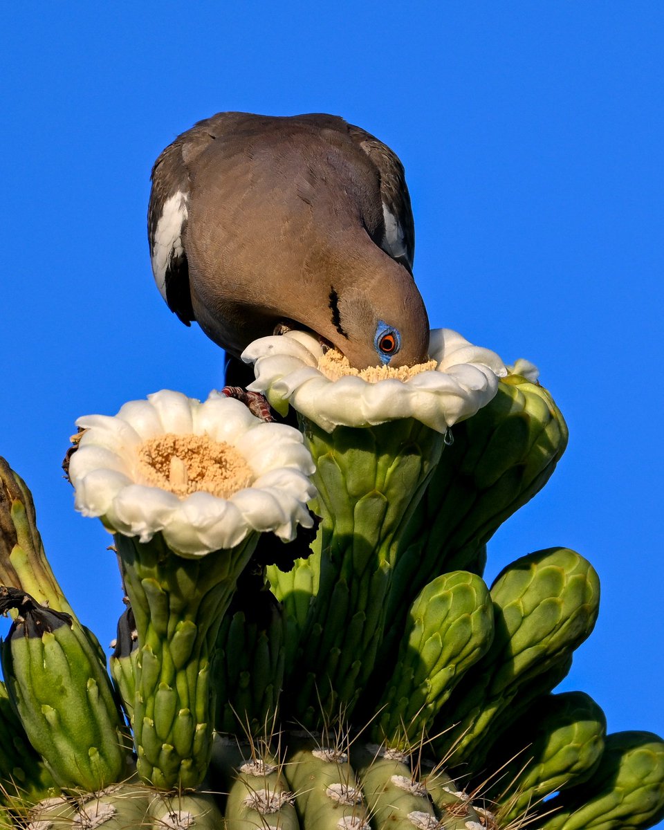 Good Morning ☀️🌵 White-winged Dove samples a Saguaro blossom