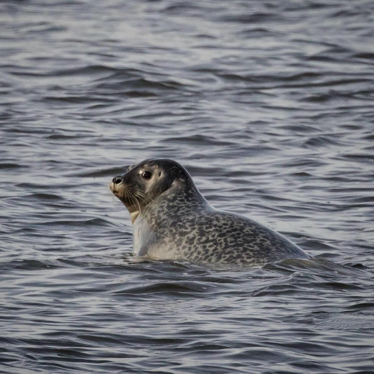 Can't decide if he's judging us or just living his best life? 🦭😉 #SealSideEye #GatewayNationalRecreationArea #VisitNJ 📷IG: djphotography46