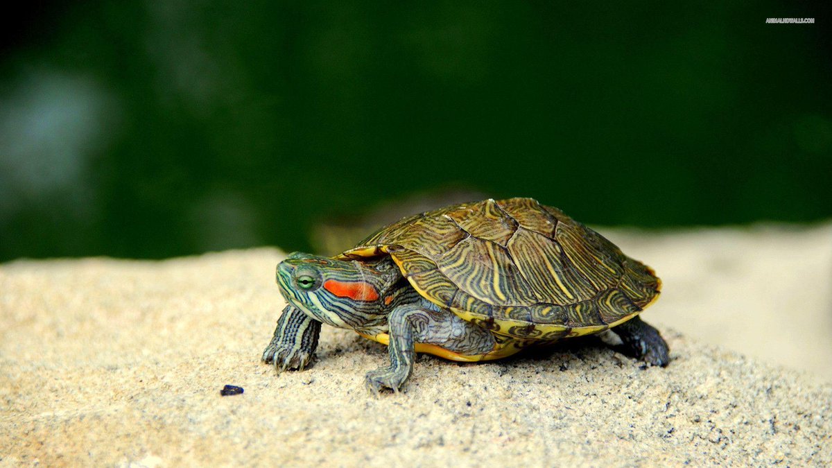 Today is #WorldTurtleDay, an annual observance begun in 2000 by #AmericanTortoiseRescue. This awareness day was created to help people celebrate and protect #turtles and tortoises and their disappearing habitats, as well as to encourage human action to help them survive & thrive.