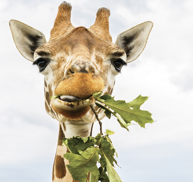 With their long necks and big eyes, baby giraffes are just so cute! Teach your little ones about these majestic creatures in “Hello Baby Giraffe,” a part of our Hello Baby Animals Series 🦒 rb.gy/c0i07a