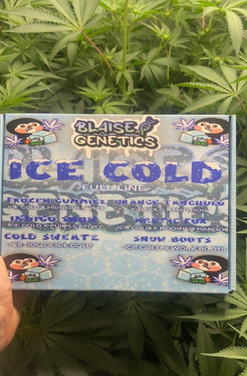 🚨This Ice Cold Box set contains 1 (5pk)of: Frozen Gummiez, Cold Sweatz, Snow Bootz, Indigo Snow, Arctic Fox, and Orange Tanghulu totaling at 30 feminized photoperiod seeds total for a discounted price! Bred by @BlaiseGenetics Only 200 Just 9 Boxes left walipiniseedbank.com/product/ice-co…