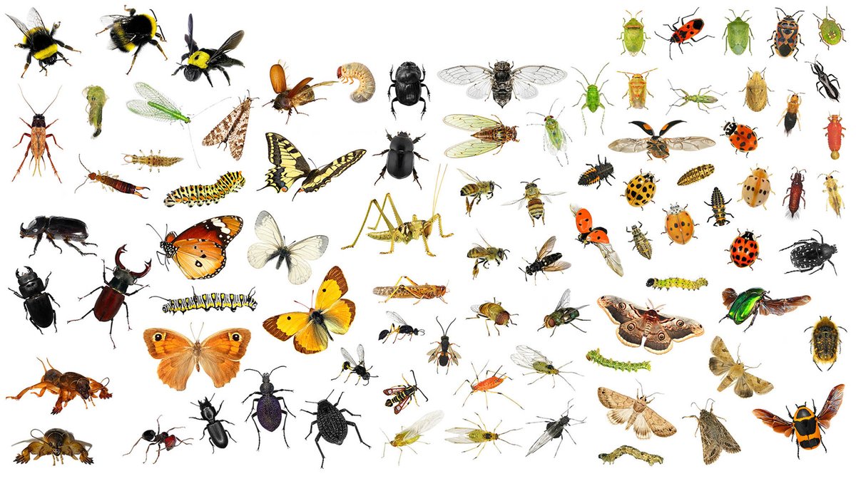 Le_Museum's tweet image. Un nouveau marronnier pour la science ! 📅
Le 23 mai, nous célébrons désormais la Journée européenne de reconnaissance de la #Taxonomie. 🇪🇺 En quoi consiste cette discipline ? Quel est son rôle dans notre quotidien ? On vous explique 👉 bit.ly/3UW7nKx
#NommerCestProteger