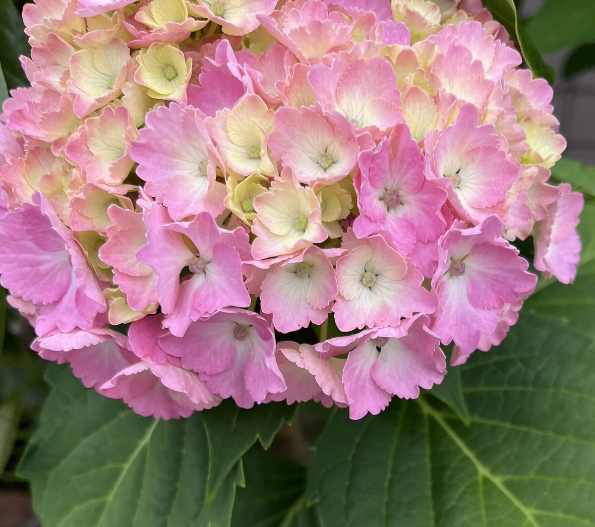…not looking like my tole painting 🎨is going to make it in time for this year either 🤷🏽‍♀️ the hydrangeas are already in season ✨
#onmywaytowork