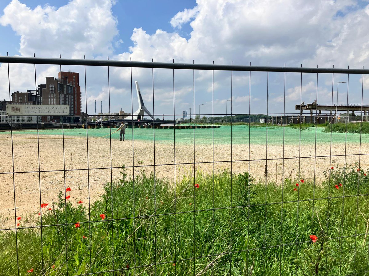 Op de punt van Stadswerven ziet het zand er groen en een beetje chemisch uit. Dat is het niet. Het is ingezaaid met een zadenmengsel. Om ervoor te zorgen dat dit goed blijft liggen, is er water met een plakkerig goedje aan toegevoegd. Dit heet #hydroseeding en kan geen kwaad.