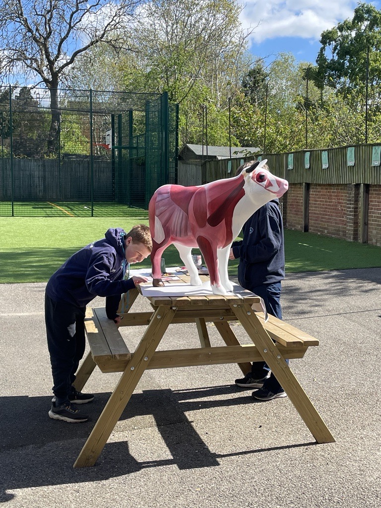 doverbroecks's tweet image. Our ox for the OxTrail 2024 is progressing wonderfully! Well done to our Yr 7-11 students for their effort this year.