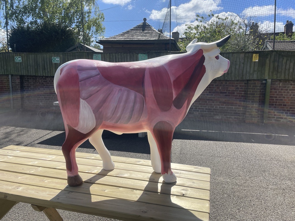 doverbroecks's tweet image. Our ox for the OxTrail 2024 is progressing wonderfully! Well done to our Yr 7-11 students for their effort this year.