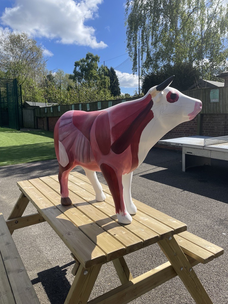 doverbroecks's tweet image. Our ox for the OxTrail 2024 is progressing wonderfully! Well done to our Yr 7-11 students for their effort this year.