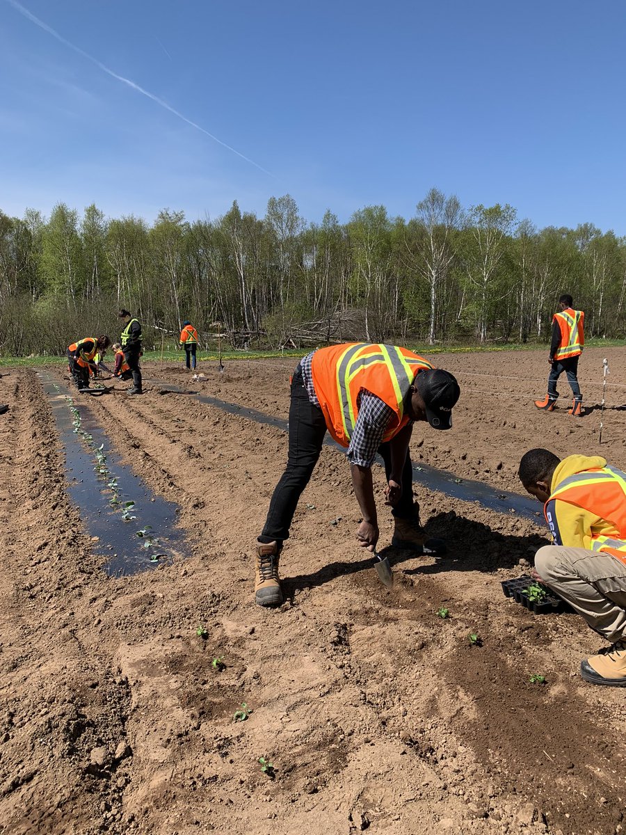 NLYoungFarmers's tweet photo. Itβs planting day! We have transplants, seed potatoes, onion sets, and a huge variety of seeds! We like to finish up the semester with something fun, so every year the first year students get to plant a garden before writing final exams. #plantingday #cna #agtech #nlyoungfarmers https://t.co/Klz0eucc6k