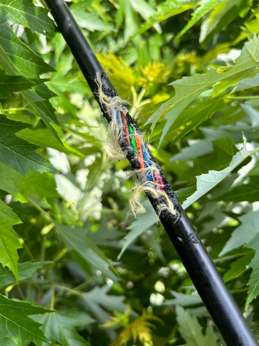 My_G_E_A's tweet image. Unfortunately, squirrels love fiber. 🐿️ 

Yesterday, we faced an internet outage, and after some investigation, here&apos;s what our team discovered. Huge shoutout to the GEA Connect team for repairing this fiber cut so quickly and efficiently. 

#GEAConnect #MakingTheConnection