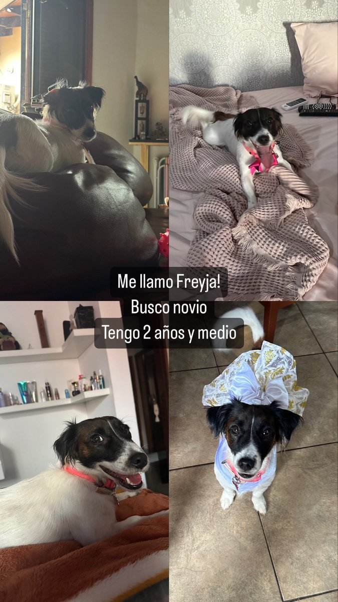 Jack Russel de 2 añitos y medio!