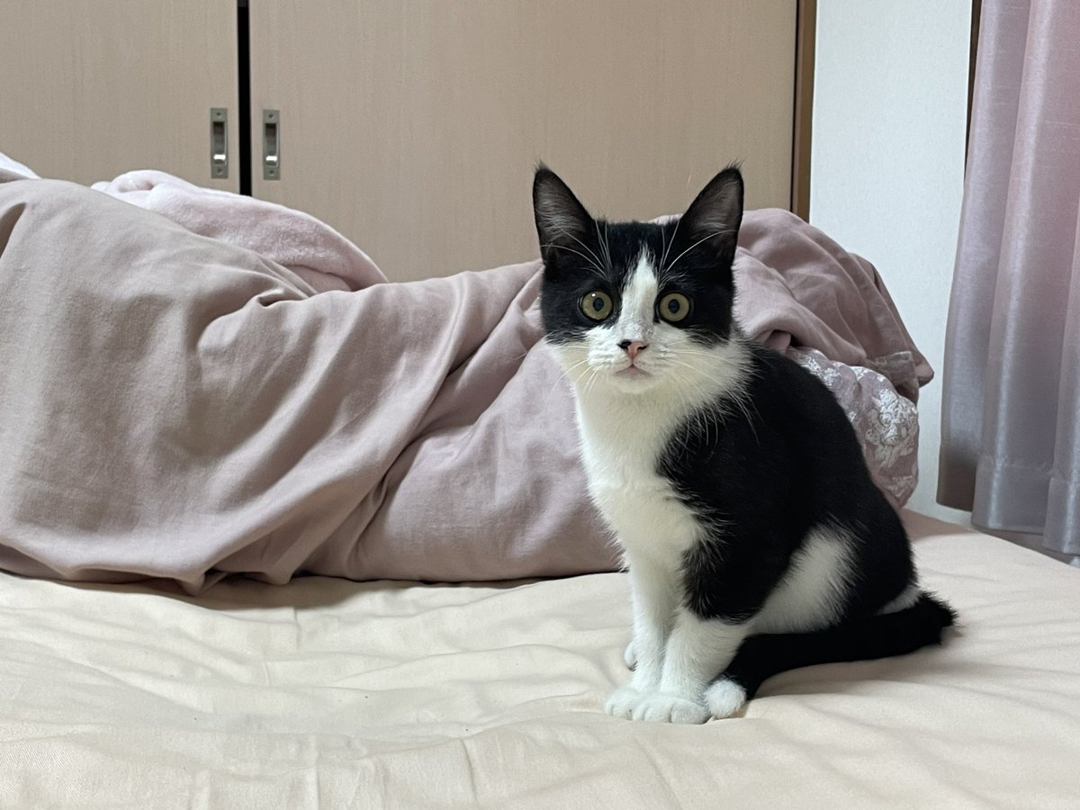 atubocchi's tweet photo. @katsuo779 うちの子先っぽ白いです🐈 https://t.co/r0v3qCua8O