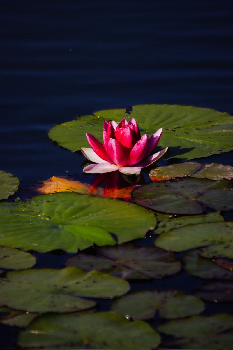 ijunsang1894831's tweet image. #EOS90D #sigma150500 #한밭수목원