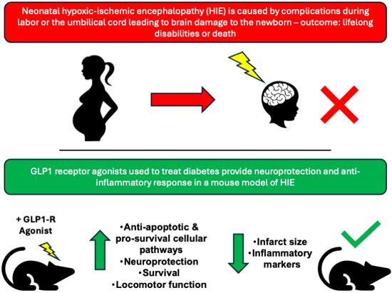 EMBO Mol. Medicine (@embomolmed) on Twitter photo Also online today 👉Diabetes drugs activate neuroprotective pathways in models of #NeonatalHypoxicIschemicEncephalopathy.
#GLP1
By L. Poupon-Bejuit, <a href="/amy_geard/">Amy Geard</a>, A. Rahim & colleagues <a href="/School_Pharmacy/">UCL School of Pharmacy</a> <a href="/UCLLifeSciences/">UCL Faculty of Life Sciences</a>
🗞️doi.org/10.1038/s44321… Also online today 👉Diabetes drugs activate neuroprotective pathways in models of #NeonatalHypoxicIschemicEncephalopathy.
#GLP1
By L. Poupon-Bejuit, <a href="/amy_geard/">Amy Geard</a>, A. Rahim & colleagues <a href="/School_Pharmacy/">UCL School of Pharmacy</a> <a href="/UCLLifeSciences/">UCL Faculty of Life Sciences</a>
🗞️doi.org/10.1038/s44321…