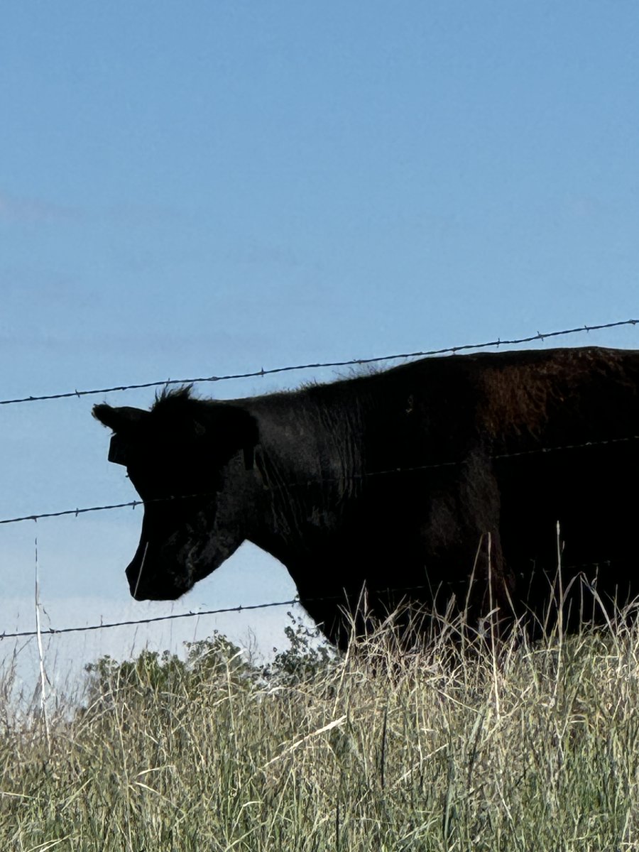 Checking on the herd this morning. They’re all doing well. How did calving season go for you? Comment below. 👇 
#SocialMediaInfluencer
#AgInfluencer
#CattleRanch
#CattleLife
#TractorLife
#FarmingLife
#FarmersOfInstagram
#WomenInAg
#FemaleFarmer
#WomenInFarming
#RancherLife