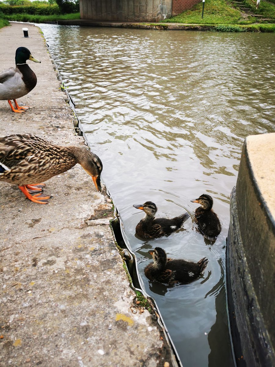 Today's office was full of little ducks who shared my lunch #volunteerbywater #TowpathTaskForce #AshbyCanal