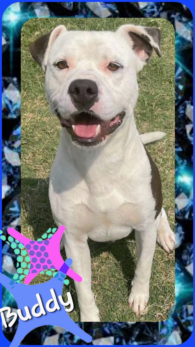 rothfarms's tweet photo. #SaveBuddy Poor Boy needs HELP ๐ https://t.co/oUCwXi3m0f