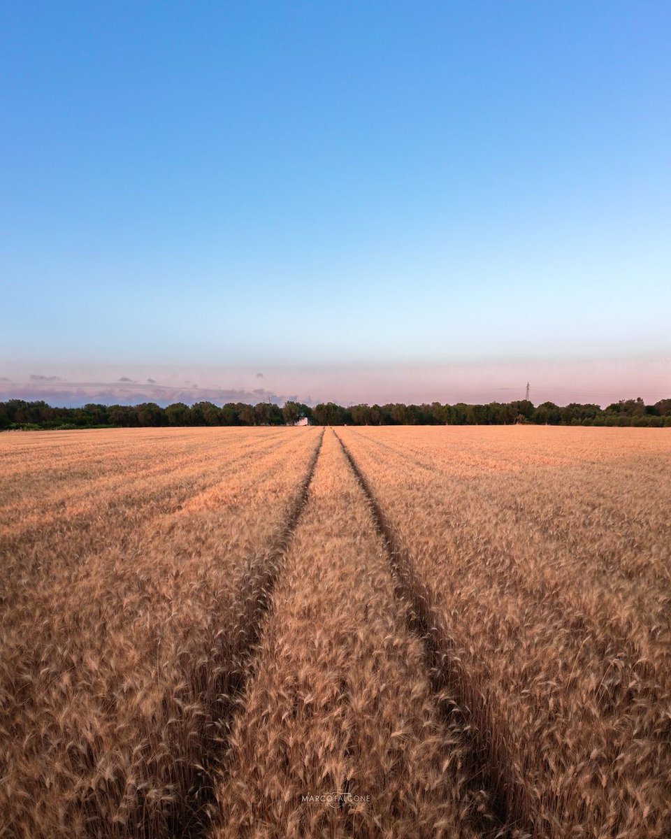 Golden hour  ✨

#WeAreinPuglia

📸 @marcofalconephotography