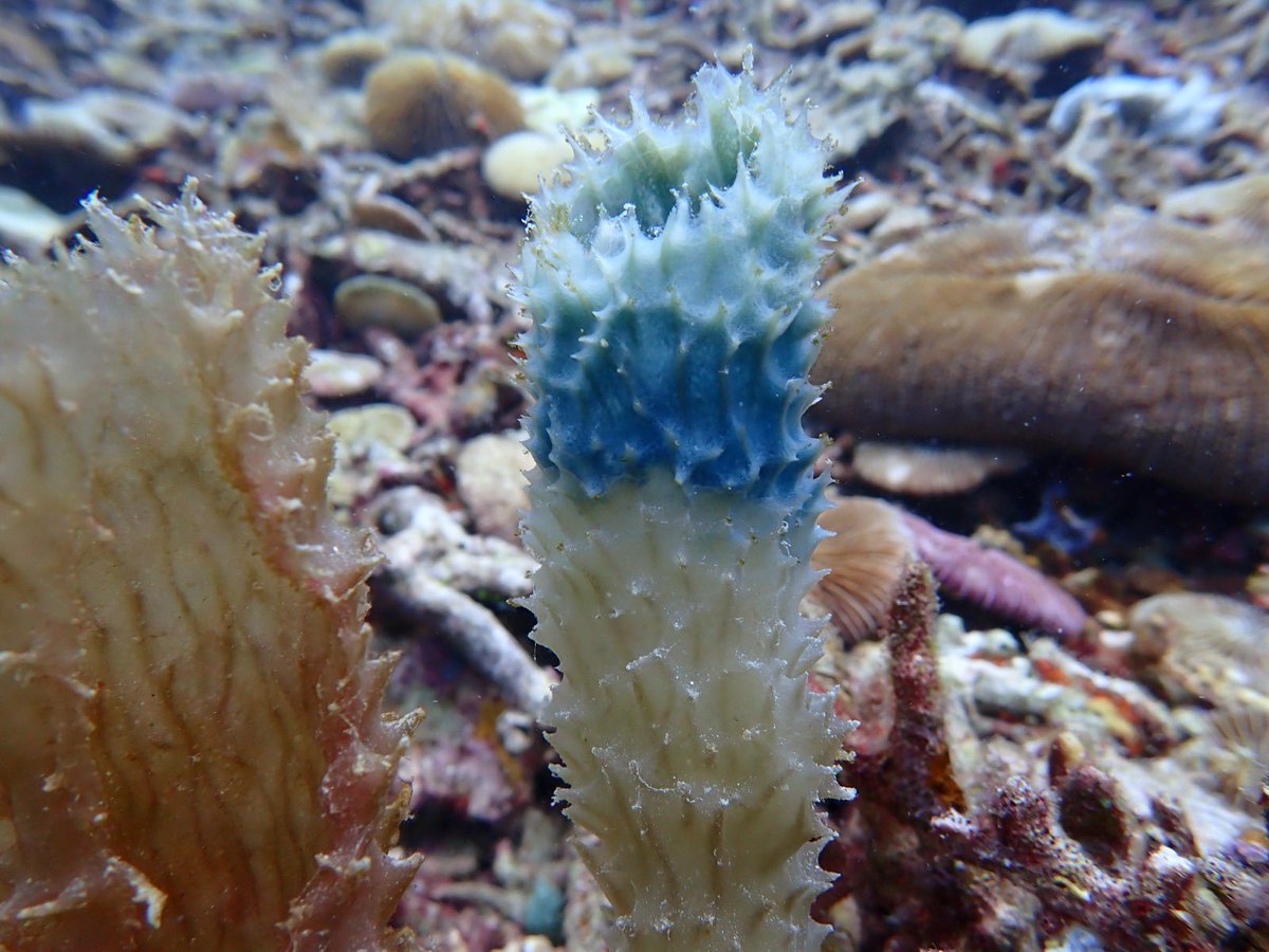 Just spend 3 weeks in very warm seawater in Indonesia. 
Besides many bleached corals, I observed for the very first time many “bleached” individuals of this beautiful sponge Callyspongia aerizusa. Back home now, will the population recover soon? #spongethursday