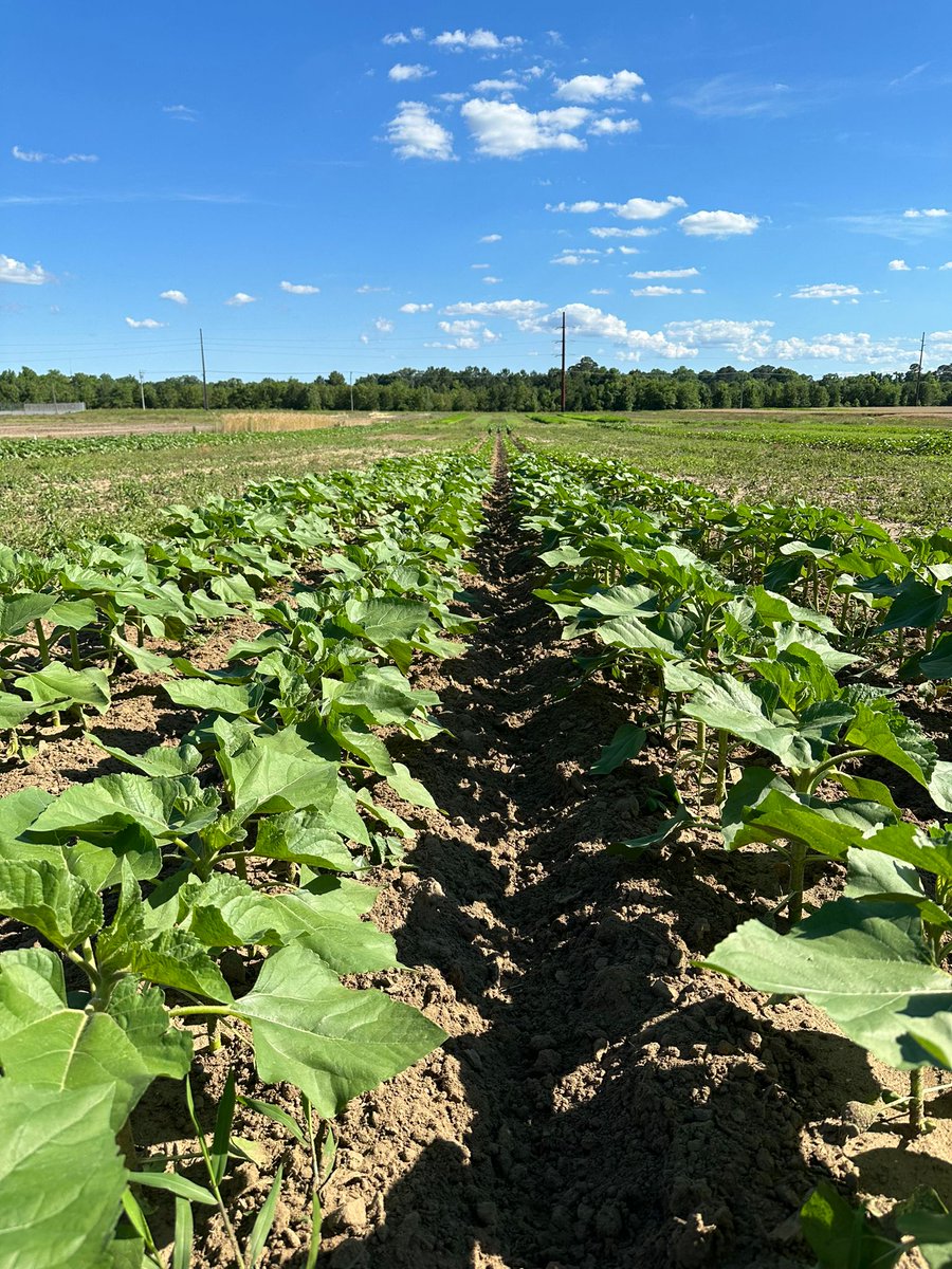 NCSUorganic (@ncsuorganic) on Twitter photo Organic sunflowers are looking great in Kinston! Crew was out yesterday planting the later date of our high-oleic variety trial. #organic #sunflower #agronomy Organic sunflowers are looking great in Kinston! Crew was out yesterday planting the later date of our high-oleic variety trial. #organic #sunflower #agronomy