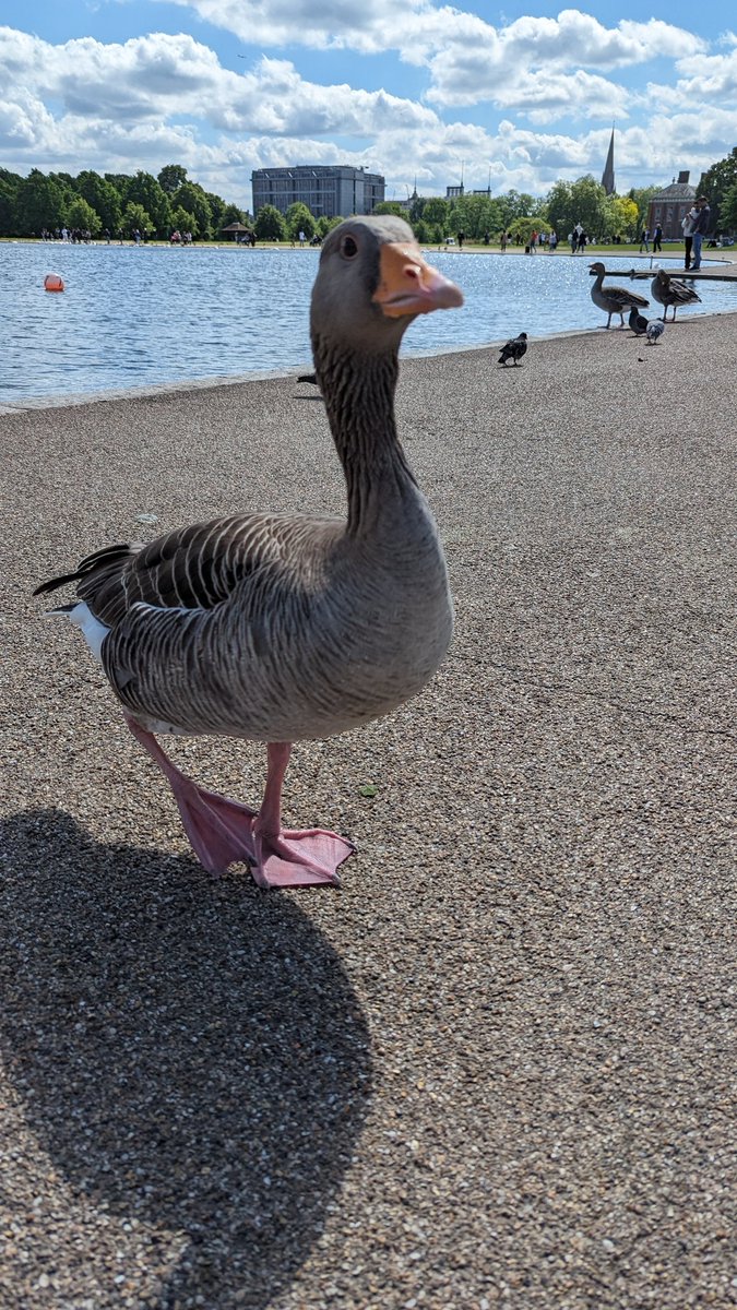mahmutkacar's tweet photo. Abi valla ekmek yok, olsa dükkan senin! #Hidepark #Londra https://t.co/XOQBsrloZH