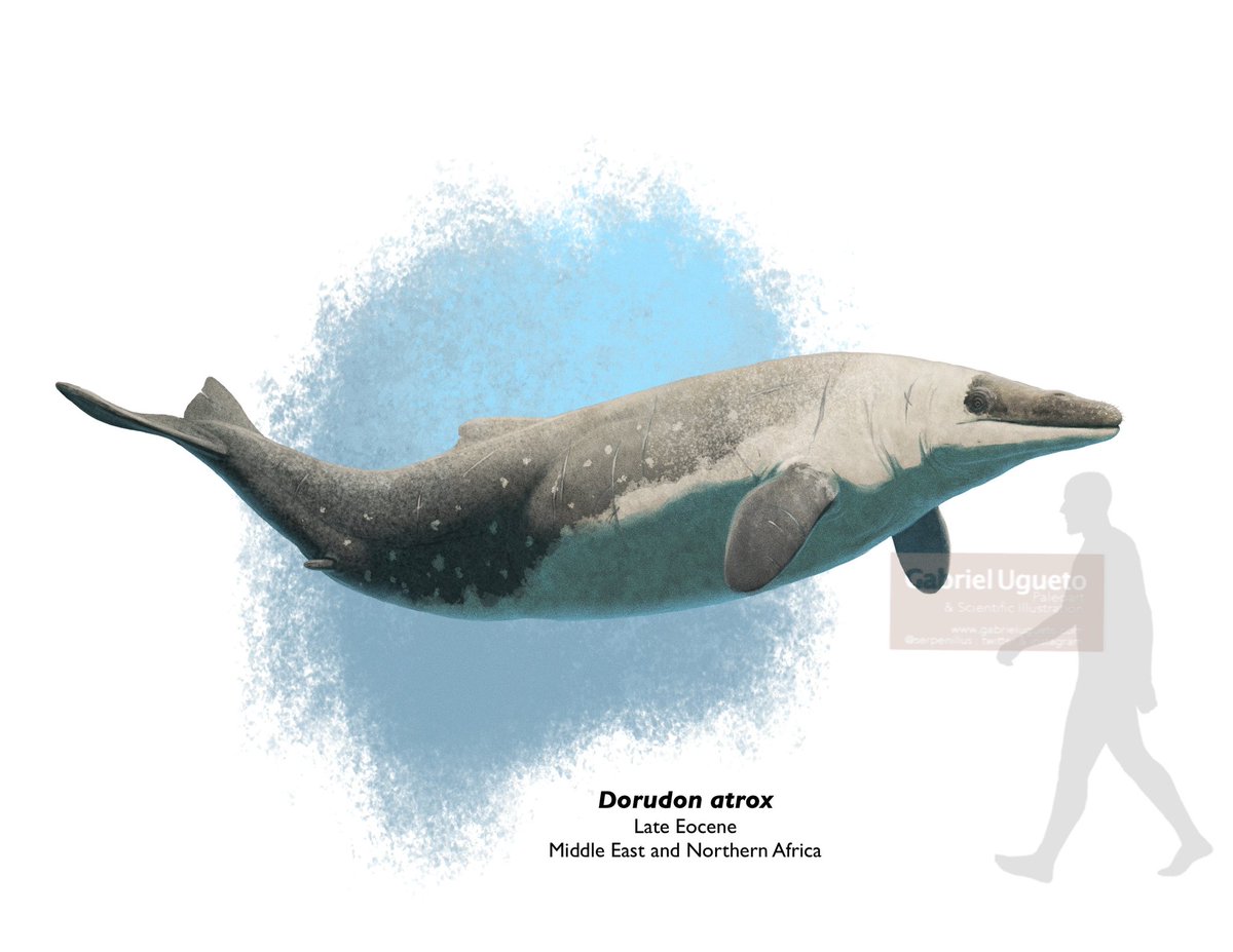 Huge and small extinct whales