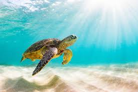 Sadly, not all sea turtles look this happy. Please spare a thought on World Turtle Day for these magnificent creatures and the dangers of plastic pollution in our oceans.

#savetheturtles #recycleplastic #worldturtleday #environcomenglandltd #dotherightthing #protectourplanet