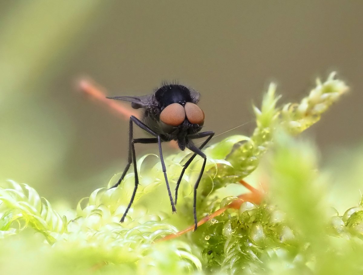 Awfully wet weather for us, but great weather for Moss-snipeflies! Ptiolina obscura males were all over a moss-covered, mature oak branch at Cali Heath @YorksWildlife reserve this afternoon. @DipteristsForum @ynuorg