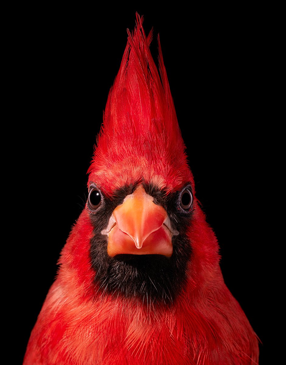 Mr. Angry Cardinal ❤️