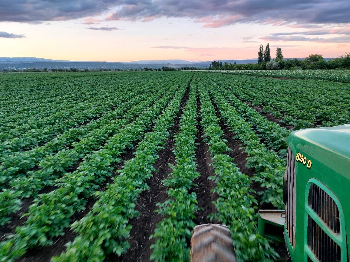 MeijerPotato's tweet photo. Lady Alicia field in Georgia. Lady Alicia is a fast growing and strong crisping variety with a high marketable yield. A great choice for producing crisps.
#buildingonpotential #meijerpotato #seedpotatoes #crisping #potatoes https://t.co/wlbaBZEyGY
