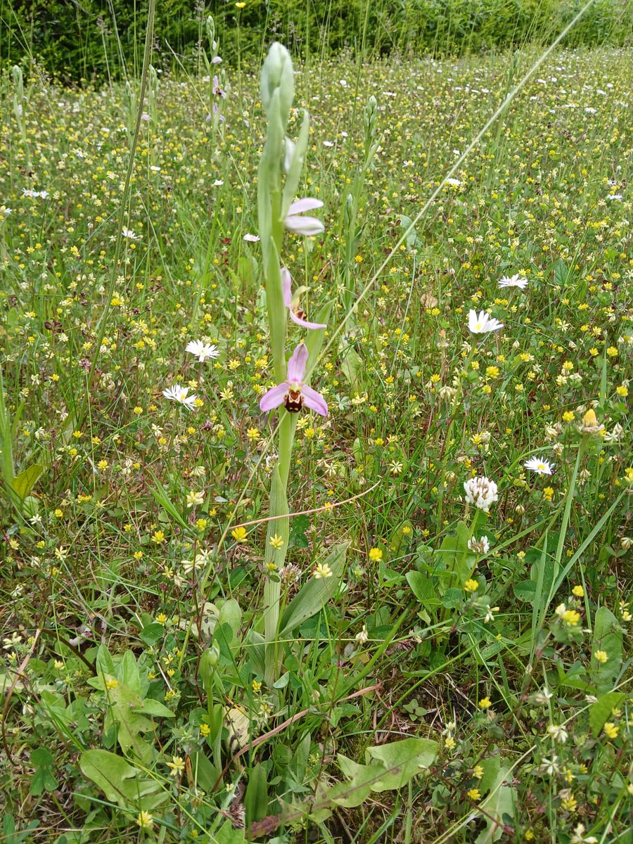 Wonderful to see some Bee Orchids making an appearance just in time for the Annual Bio blitz tomorrow from 11am <a href="/ATU_GalwayCity/">ATU Galway City</a> @ECOparasites #NoMowMay #nomowareas #biodiversity #pollinators