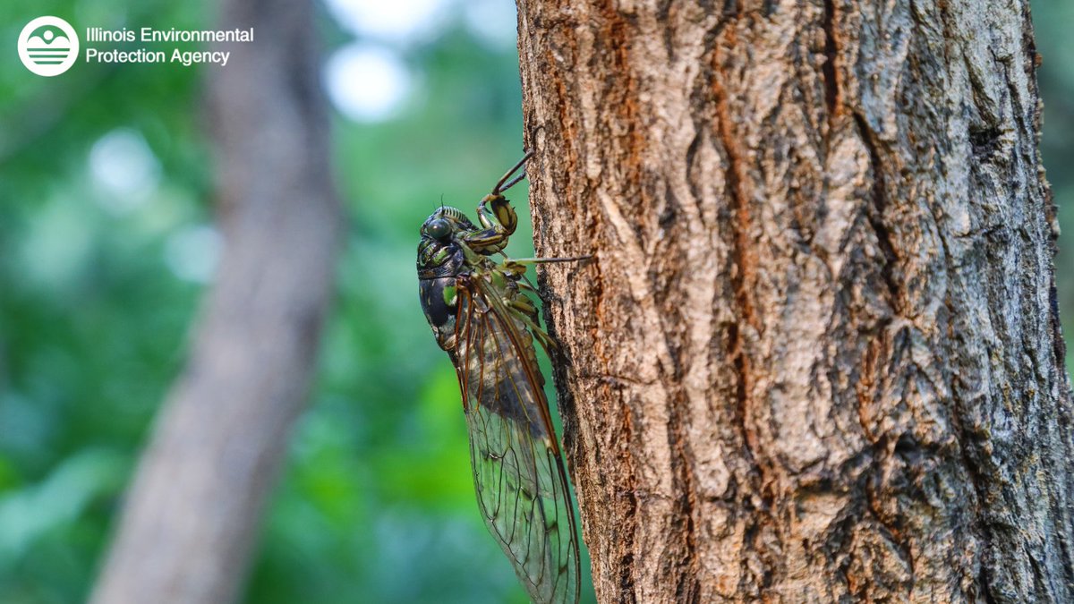 Our new, noisy neighbors have arrived! While cicadas may be loud, using pesticides is generally ineffective and can harm the environment and other organisms. Protect the environment by avoiding unnecessary pesticide use 🌎 Learn more at @usepagov: bit.ly/4bP0Yr0