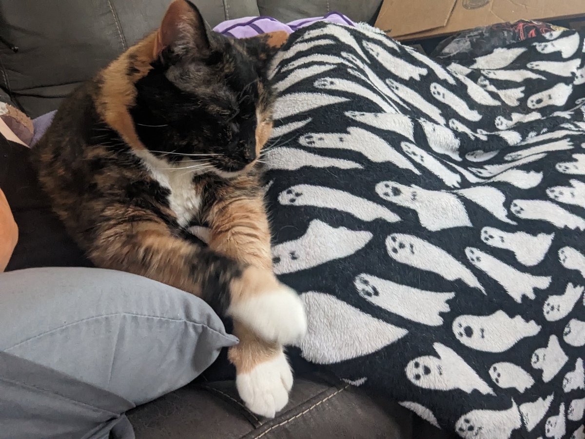 VioletVampirex's tweet photo. Daily reminder that this sweet old lady is sick and we need help caring for her https://t.co/7lCPRKR4AD
