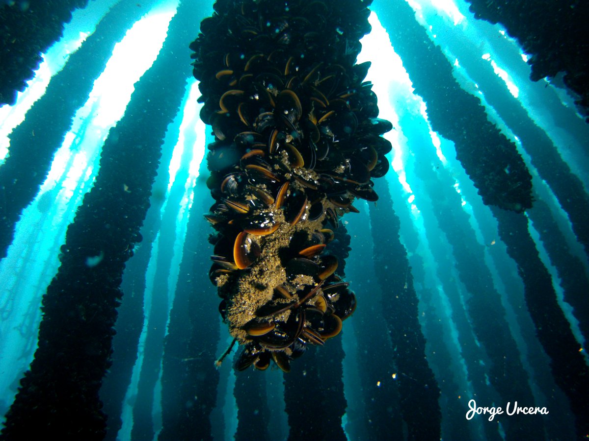 JorgeUrcera's tweet photo. In Galicia, there are around 3,300 mussel rafts producing a total of 270,000 tons annually. This represents 94% of Spain's production and 50% of the global output. #Galicia #MusselFarming #Aquaculture https://t.co/Fue2OyAy1Q