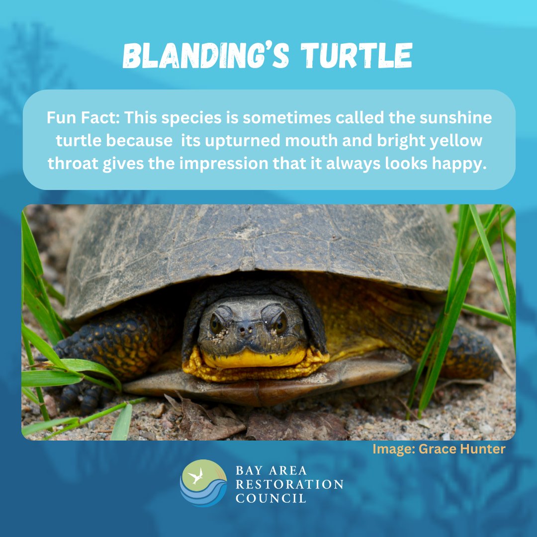 Bay Area Restoration Council (BARC) tweet media