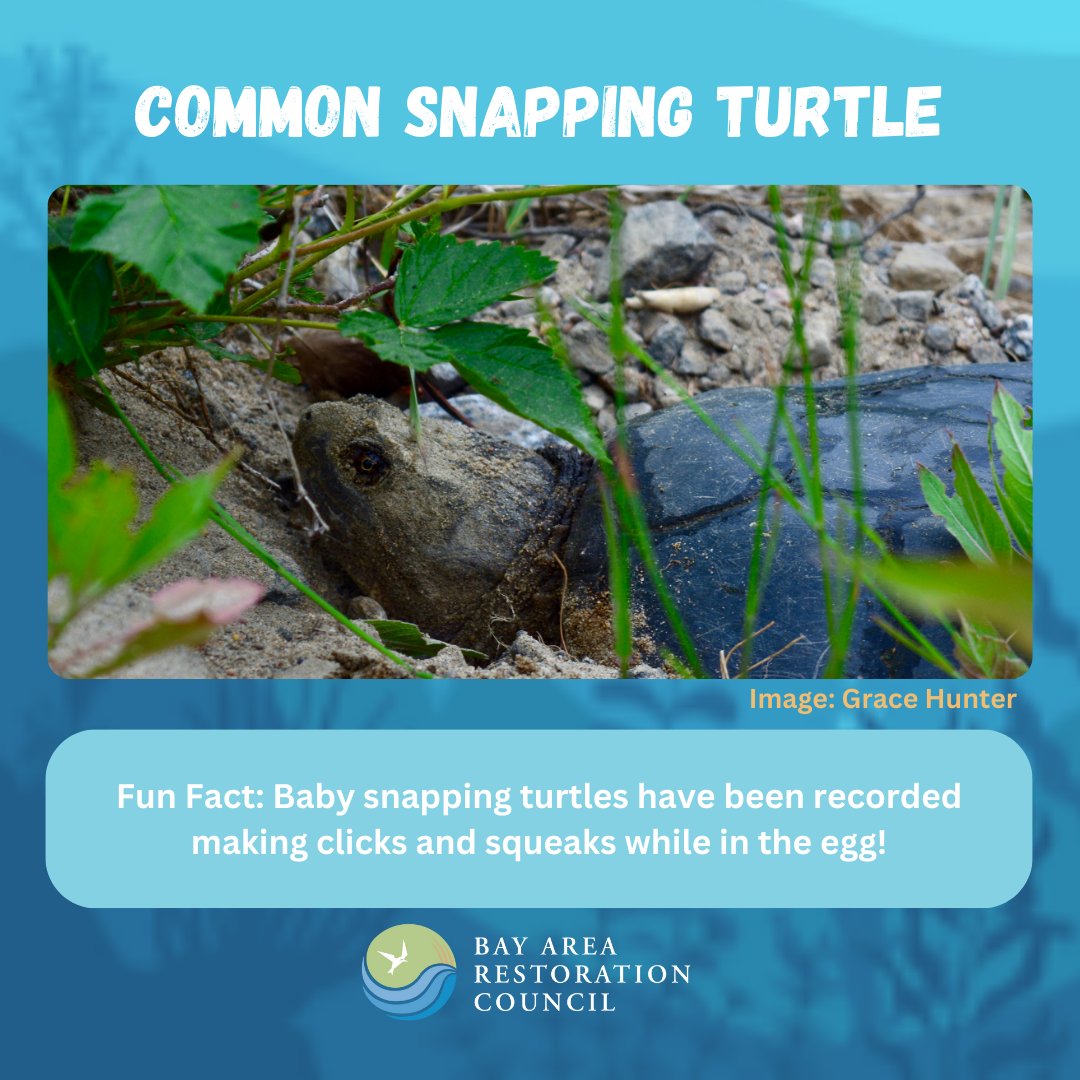 Bay Area Restoration Council (BARC) tweet media