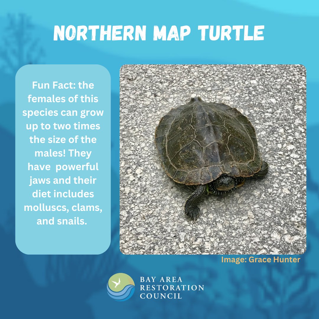 Bay Area Restoration Council (BARC) tweet media