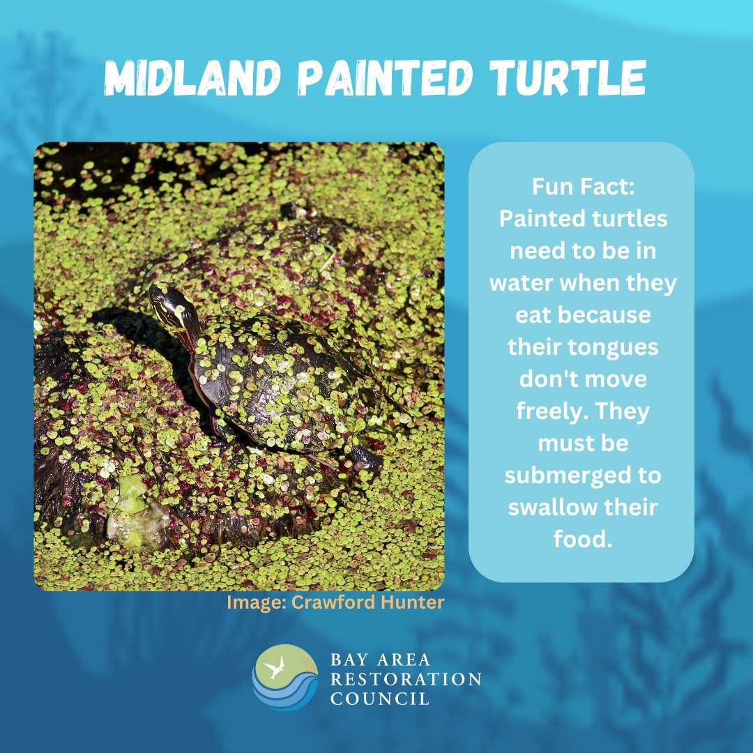 Bay Area Restoration Council (BARC) tweet media