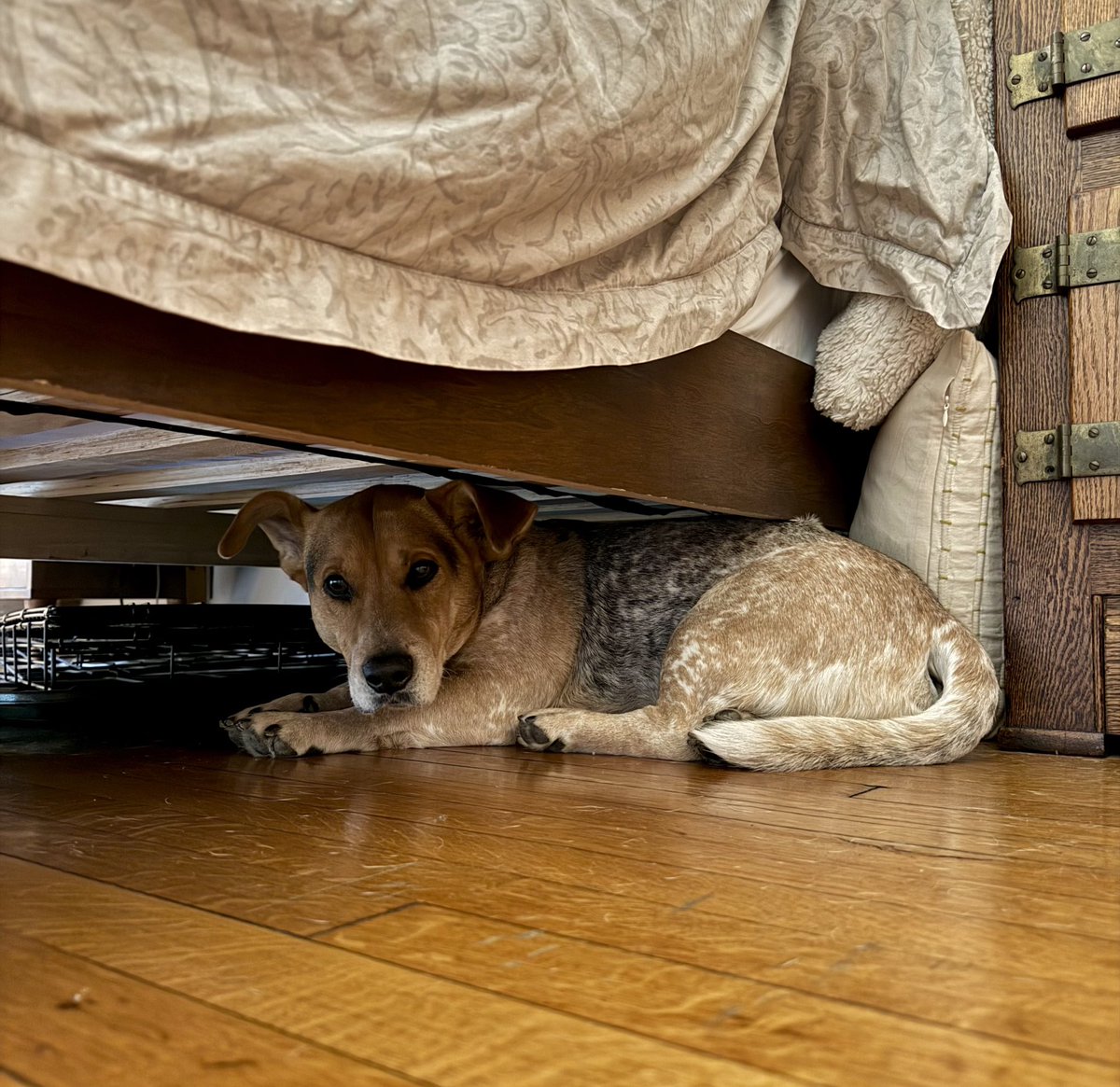 Sophie Vershbow tweet media