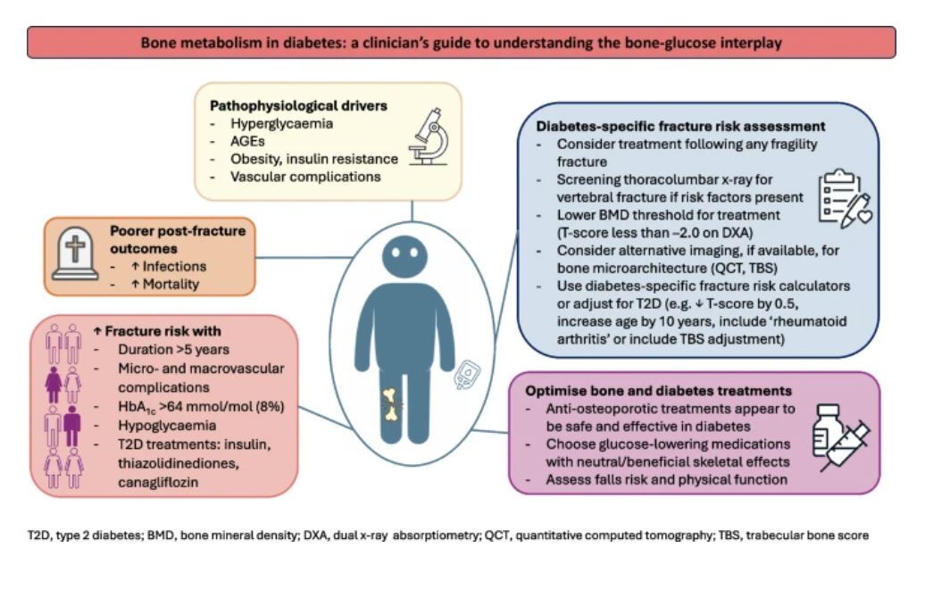 Diabetologia (@diabetologiajnl) on Twitter photo #Diabetes leads to poor #bone health and increased #fracture risk. Understanding the bone–glucose interplay may help clinicians assess and optimise bone health to reduce the burden of skeletal disease in people living with diabetes. <a href="/GarvanInstitute/">Garvan Institute of Medical Research</a> tinyurl.com/43deuwwz 🔓 #Diabetes leads to poor #bone health and increased #fracture risk. Understanding the bone–glucose interplay may help clinicians assess and optimise bone health to reduce the burden of skeletal disease in people living with diabetes. <a href="/GarvanInstitute/">Garvan Institute of Medical Research</a> tinyurl.com/43deuwwz 🔓