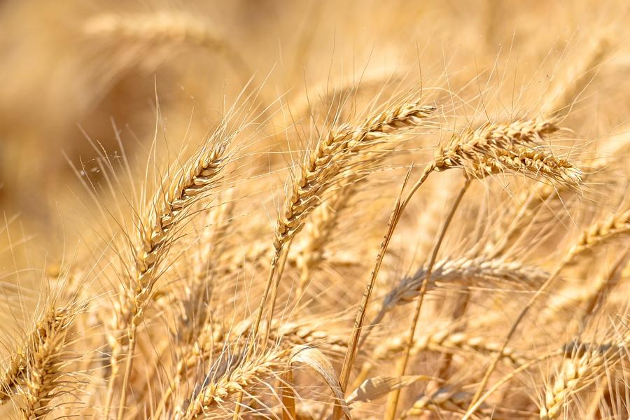 Chinese Premier Li Qiang has called for efforts to secure a bumper summer grain harvest and promote innovative development of agriculture xhtxs.cn/TLo