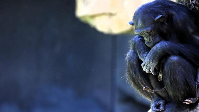Chimpanzé em zoo da Espanha se recusa a soltar filhote que morreu há três meses
Esta é a segunda vez que a chimpanzé Natalia perde um filhote. Ela deu à luz no início de fevereiro deste ano no Bioparc, um zoológico da cidade de Valência, na Espanha. Segue o fio para saber mais 👇