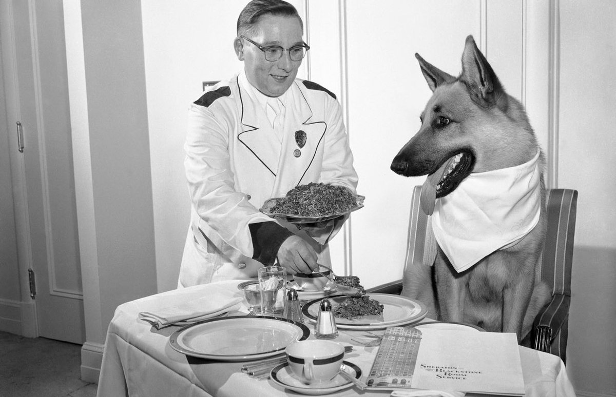 Hollywood shepherd star Rin Tin Tin is having lunch in her room at the Sheraton Hotel. Chicago, 1956.