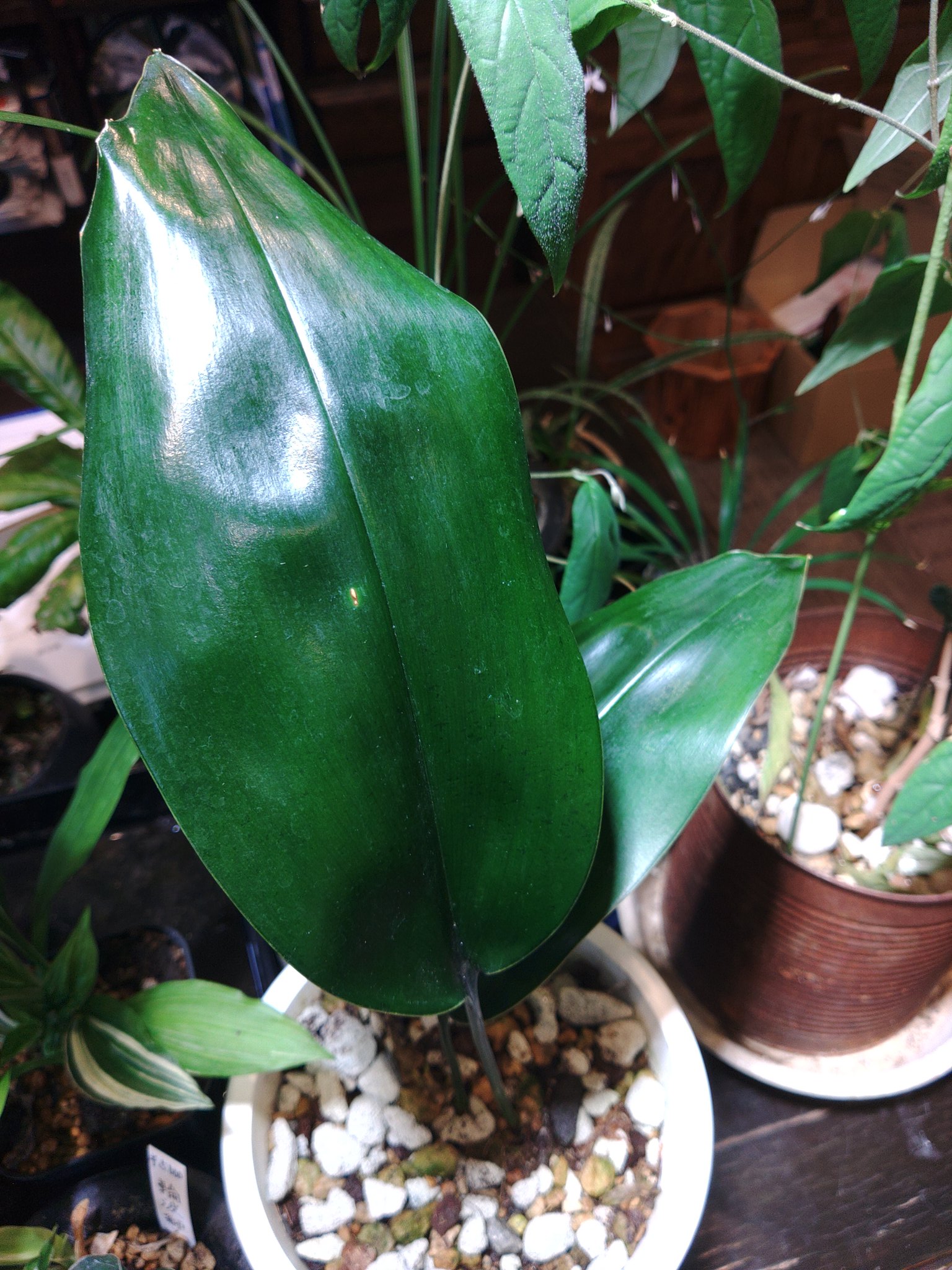 ASPIDISTRA BABENSIS 'BLACK LEAF' Aspidistra / RHS Gardening