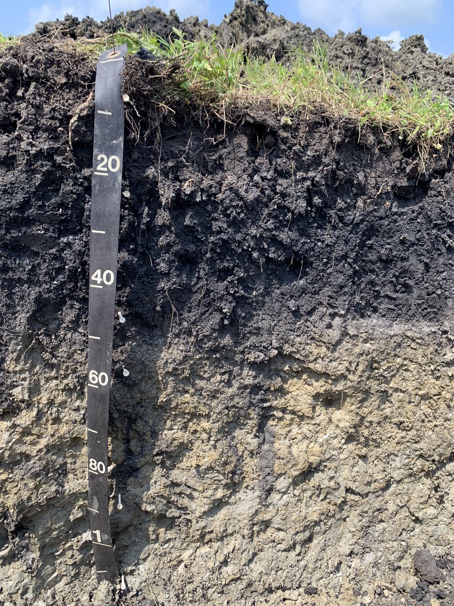 M.C. Ricker 🐲 tweet media